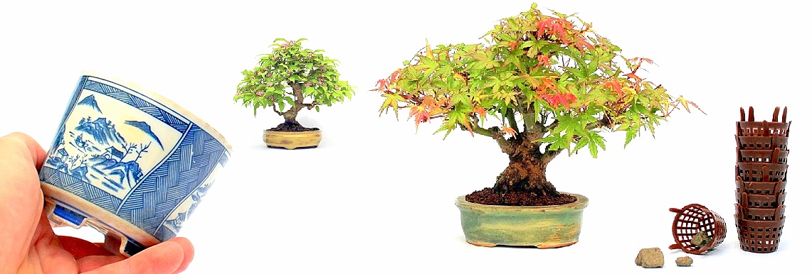 shohin bonsai fak a marczika bonsai studio bonsai kerteszetebol webaruhazabol